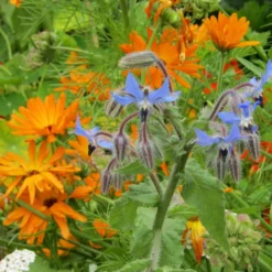 Roots Plants Organic Edible Flower Pack | 40 Plants All Vegetable Plants