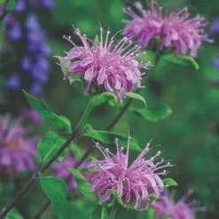Roots Plants Herbs 3 Organic Wild Bergamot Plants
