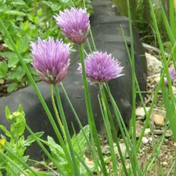 Roots Plants 3 Organic Chives Plants Herbs