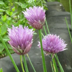 Roots Plants 3 Organic Chives Plants Herbs