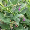 Roots Plants Herbs 3 Organic Comfrey Plants | The Perfect Companion Plant