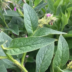 Roots Plants Herbs 3 Organic Comfrey Plants | The Perfect Companion Plant