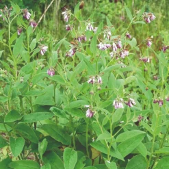 Roots Plants Herbs 3 Organic Comfrey Plants | The Perfect Companion Plant