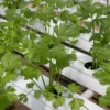 Roots Plants Herbs 3 Organic Coriander Plants 2 Roots Plants Herbs 3 Organic Coriander Plants