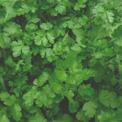 Roots Plants Herbs 3 Organic Coriander Plants