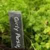Roots Plants 3 Organic Curly Parsley Plants Herbs 2 Roots Plants 3 Organic Curly Parsley Plants Herbs