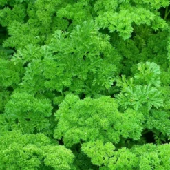 Roots Plants 3 Organic Curly Parsley Plants Herbs
