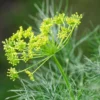 Roots Plants 3 Organic Fernleaf Dill Plants Herbs