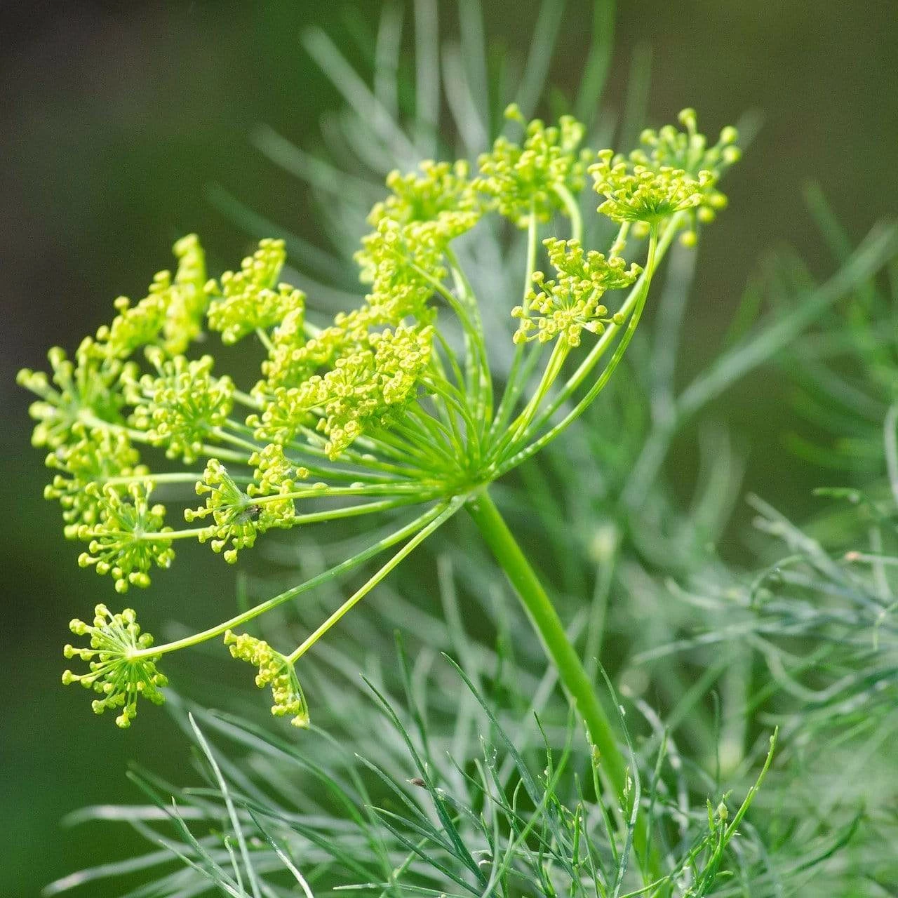 Roots Plants 3 Organic Fernleaf Dill Plants Herbs 3 Roots Plants 3 Organic Fernleaf Dill Plants Herbs