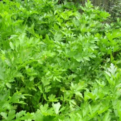 Roots Plants 3 Organic Flat Leaf Parsley Plants Herbs