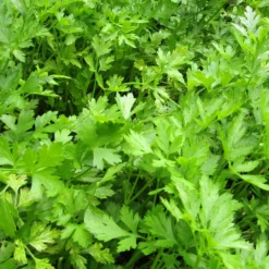 Roots Plants 3 Organic Flat Leaf Parsley Plants Herbs