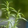 Roots Plants Herbs 3 Organic French Tarragon Plants