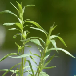 Roots Plants Herbs 3 Organic French Tarragon Plants