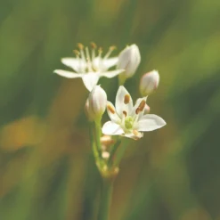 Roots Plants 3 Organic Garlic Chives Plants