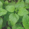 Roots Plants 3 Organic Lemon Balm Plants Herbs 1 Roots Plants 3 Organic Lemon Balm Plants Herbs