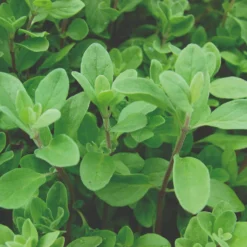 Roots Plants 3 Organic Marjoram Plants Herbs