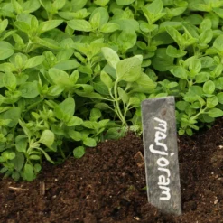 Roots Plants 3 Organic Marjoram Plants Herbs