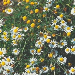 Roots Plants Herbs 3 Organic Chamomile Plants