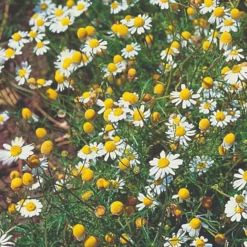 Roots Plants Herbs 3 Organic Chamomile Plants