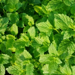 Roots Plants 3 Organic Garden Mint Plants