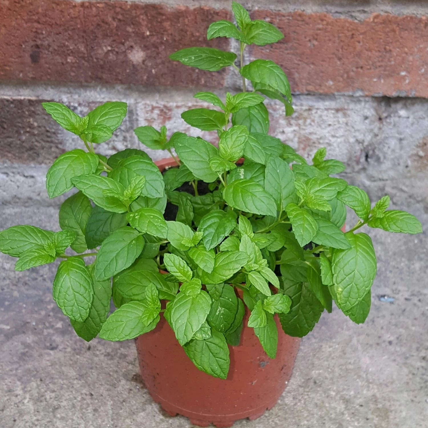 Roots Plants All Vegetable Plants 12 Organic Indoor Herb Plants 5 Roots Plants All Vegetable Plants 12 Organic Indoor Herb Plants