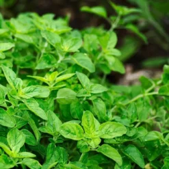 Roots Plants 3 Organic Greek Oregano Plants Herbs