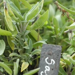 Roots Plants Herbs 3 Organic Sage Plants