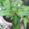 Roots Plants 3 Organic Vietnamese Coriander Plants Herbs