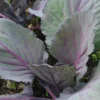 Roots Plants 10 Organic 'Red Drumhead' Red Cabbage Plants