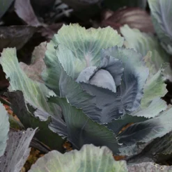 Roots Plants 10 Organic 'Red Drumhead' Red Cabbage Plants