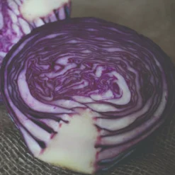 Roots Plants 10 Organic 'Red Drumhead' Red Cabbage Plants