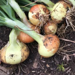 Roots Plants 20 Organic 'Bedfordshire Champion' Onion Plants