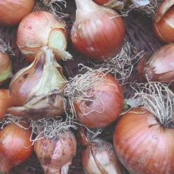 Roots Plants 20 Organic 'Bedfordshire Champion' Onion Plants