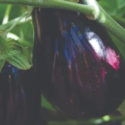 Roots Plants 5 Organic 'Black Beauty' Aubergine Plants