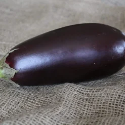 Roots Plants 5 Organic 'Black Beauty' Aubergine Plants