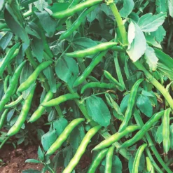 Roots Plants 10 Organic 'Aquadulce Claudia' Broad Bean Plants Peas & Beans