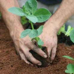 Roots Plants 10 Organic 'Aquadulce Claudia' Broad Bean Plants Peas & Beans