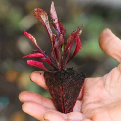 Roots Plants 10 Organic 'Detroit' Beetroot Plants