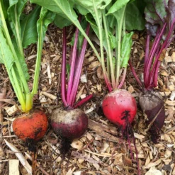 Roots Plants 30 Mixed Organic Beetroot Plants