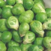 Roots Plants Brassicas & Leafy Greens 10 Organic 'Evesham Special' Brussels Sprouts Plants