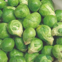 Roots Plants Brassicas & Leafy Greens 10 Organic 'Evesham Special' Brussels Sprouts Plants