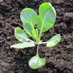 Roots Plants Brassicas & Leafy Greens 10 Organic 'Evesham Special' Brussels Sprouts Plants
