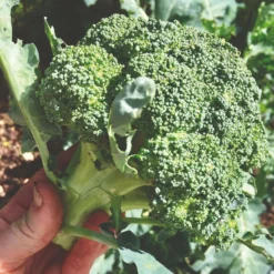 Roots Plants 10 Organic 'Green Sprouting' Calabrese Broccoli Plants Brassicas & Leafy Greens