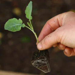 Roots Plants 10 Organic 'Green Sprouting' Calabrese Broccoli Plants Brassicas & Leafy Greens