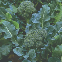 Roots Plants Brassicas & Leafy Greens 20 Best Broccoli Plants Collection | Growers Choice