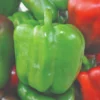 Roots Plants 3 Organic 'Californian Wonder' Sweet Pepper Plants