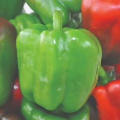 Roots Plants 3 Organic 'Californian Wonder' Sweet Pepper Plants