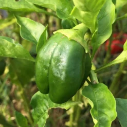 Roots Plants 6 Best Pepper Plants Collection | Growers Choice Chillies & Sweet Peppers 10 Roots Plants 6 Best Pepper Plants Collection | Growers Choice Chillies & Sweet Peppers