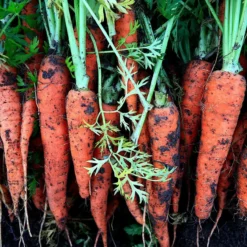 Roots Plants 10 Organic 'Early Nantes' Carrots Plants Root Vegetables