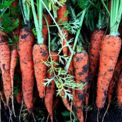 Roots Plants Organic Root Veg Collection | 50 Plants